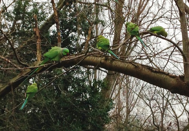 Feral parakeets