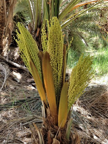Date palm blossoms