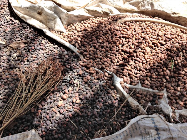 Dates drying on the ground, probably for feeding to animals.