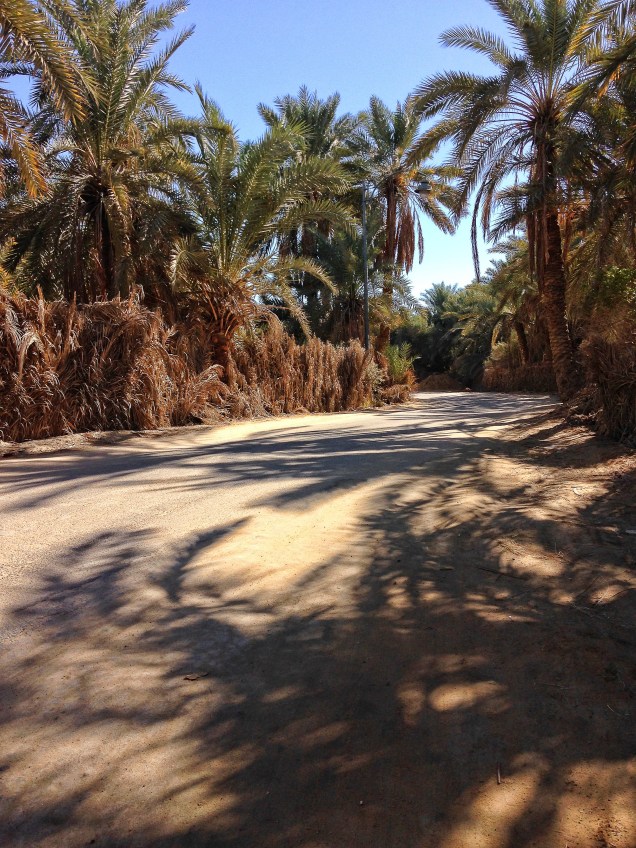 Walking the back roads in Siwa Oasis
