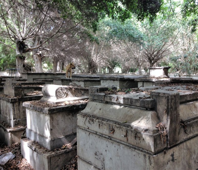 Rows of tombs at Alexandria's Jewish cemetery