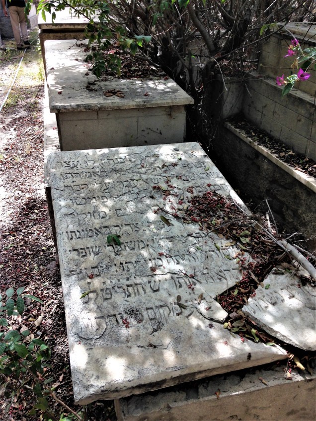 Broken tombstone in Alexandria's Jewish cemetery, covered in leaves, with inscription in Hebrew