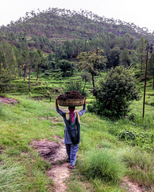 A lady carrying manure to the crop fields. Bintola, Almora, Uttarakhand