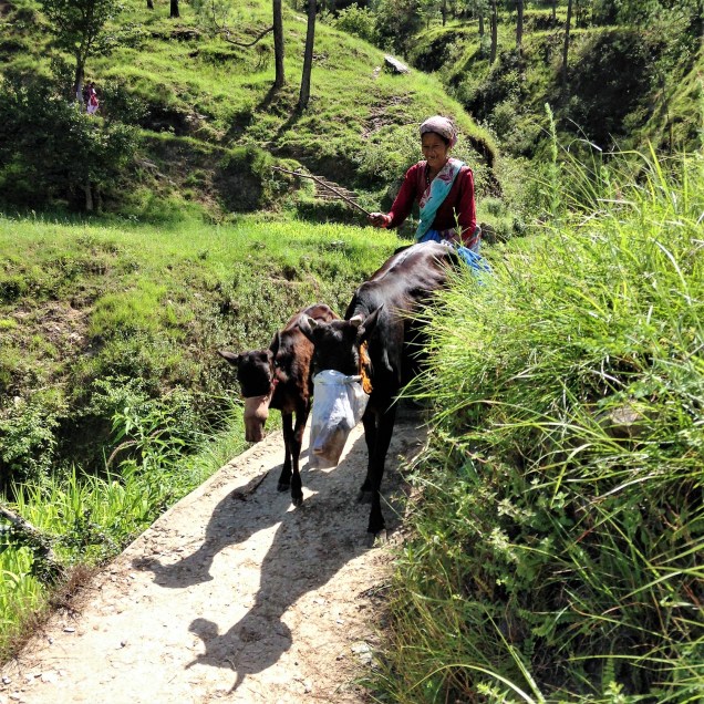 Cow traffic jam, Papershali, Almora, Uttarakhand