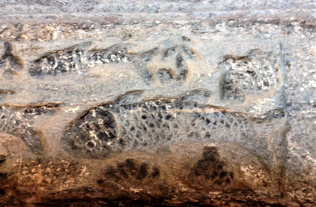 Fishes at Nanda Devi Temple, Almora, Uttarakhand
