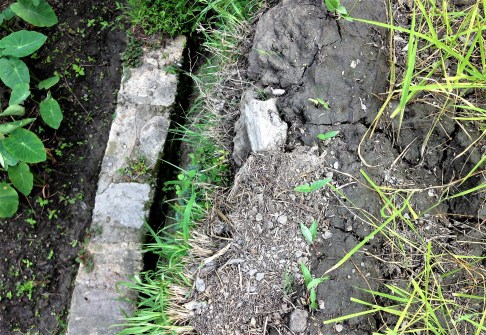 Photo of narrow bund between rice and taro fields, Bintola valley, Almora, Uttarakhand