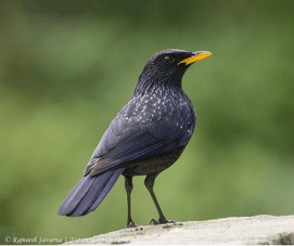 Photo of whistling thrush by Rajneesh Suvarna - https://goo.gl/images/Vf6Ubn