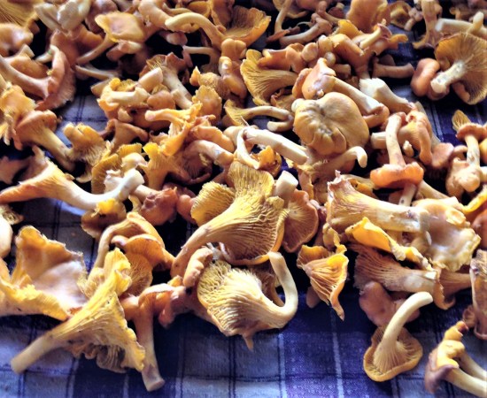 Chanterelles found in pine woods near Papershali, Almora, Uttarakhand