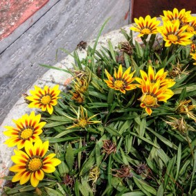 Flowers at Ma Anandamayi Ashram, Patal Devi, Almora, Uttarakhand