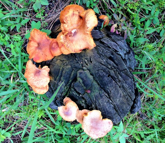 Found in pine woods between Chitai and Papershali, Almora, Uttarakhand