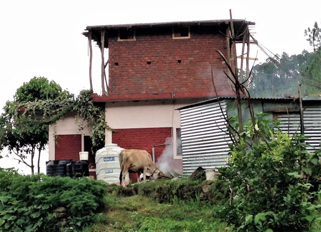 Photo of neighbor's house with new addition in progress and cow, Papershali, Almora, Kumaon, Uttarakhand
