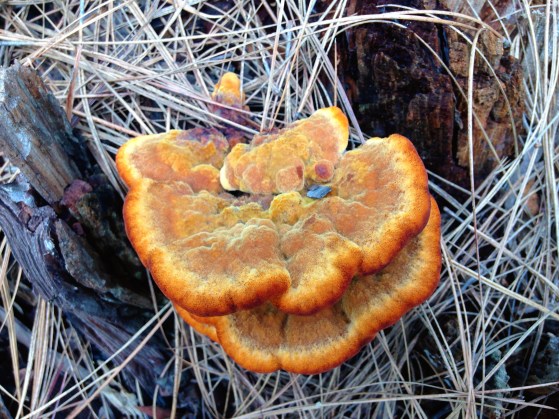 Orange mushrooms in Balta valley near Kasar Devi, Almora, Uttarakhand