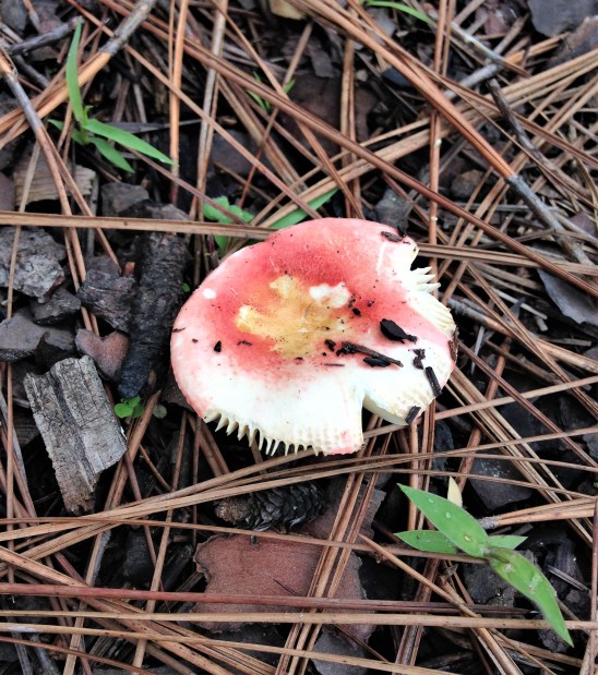 Pink mushroom found in pine woods between Chitai and Papershali, Almora, Uttarakhand