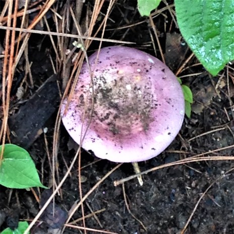Purple mushroom found between Chitai and Papershali, Almora, Uttarakhand