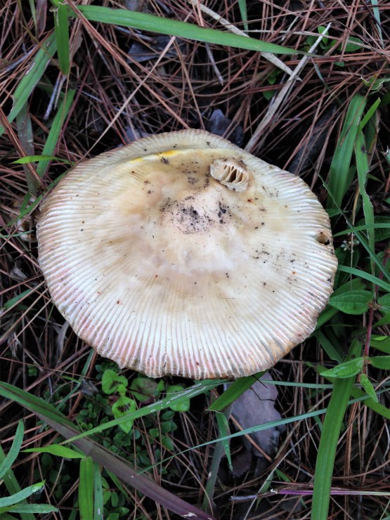 Ribbed mushroom found in pine woods between Chitai and Papershali, Almora, Uttarakhand