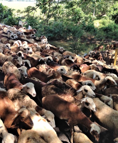 Goats on road on bus to Bhadrachalam, Andhra Pradesh