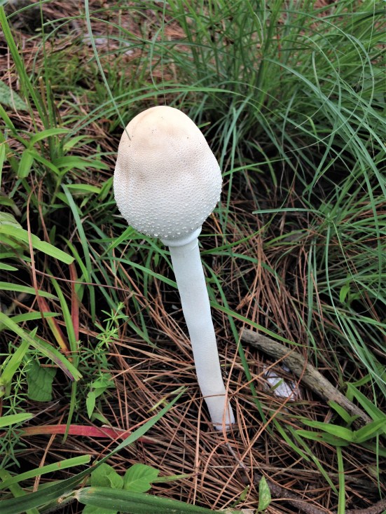 White Mushroom between Paparshali and Kasar Devi Ridge, Almora, Uttarakhand 