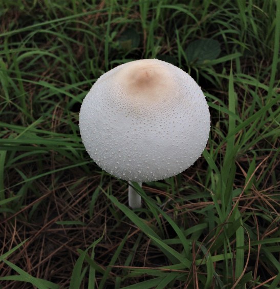 White mushroom (from top) found in pine forest between Papershali and Kasar Devi Ridge, Almora, Uttarakhand