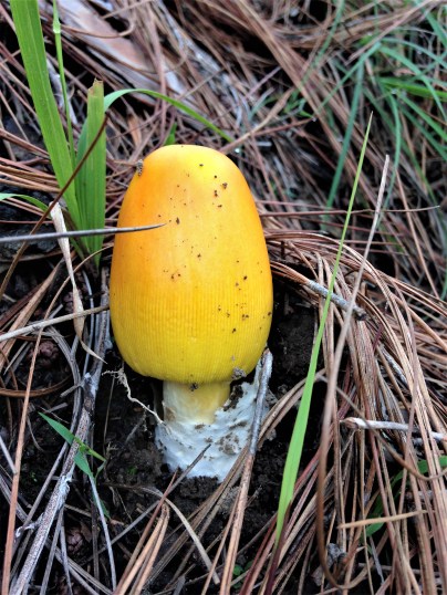 Yellow mushroom between Paparshali and Chitai, Almora, Uttarakhand