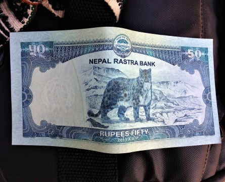 A fifty-rupee Nepalese banknote, obtained at the bank during the India to Nepal visa run.