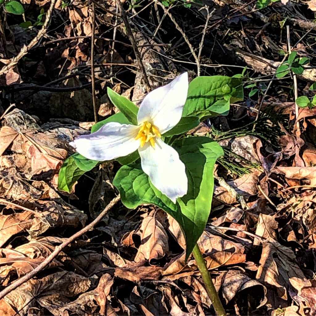 A blooming trillium, one of Oregon's most beloved wildflowers