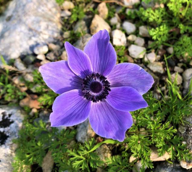 Poppy anemone growing at Limyra amphitheater