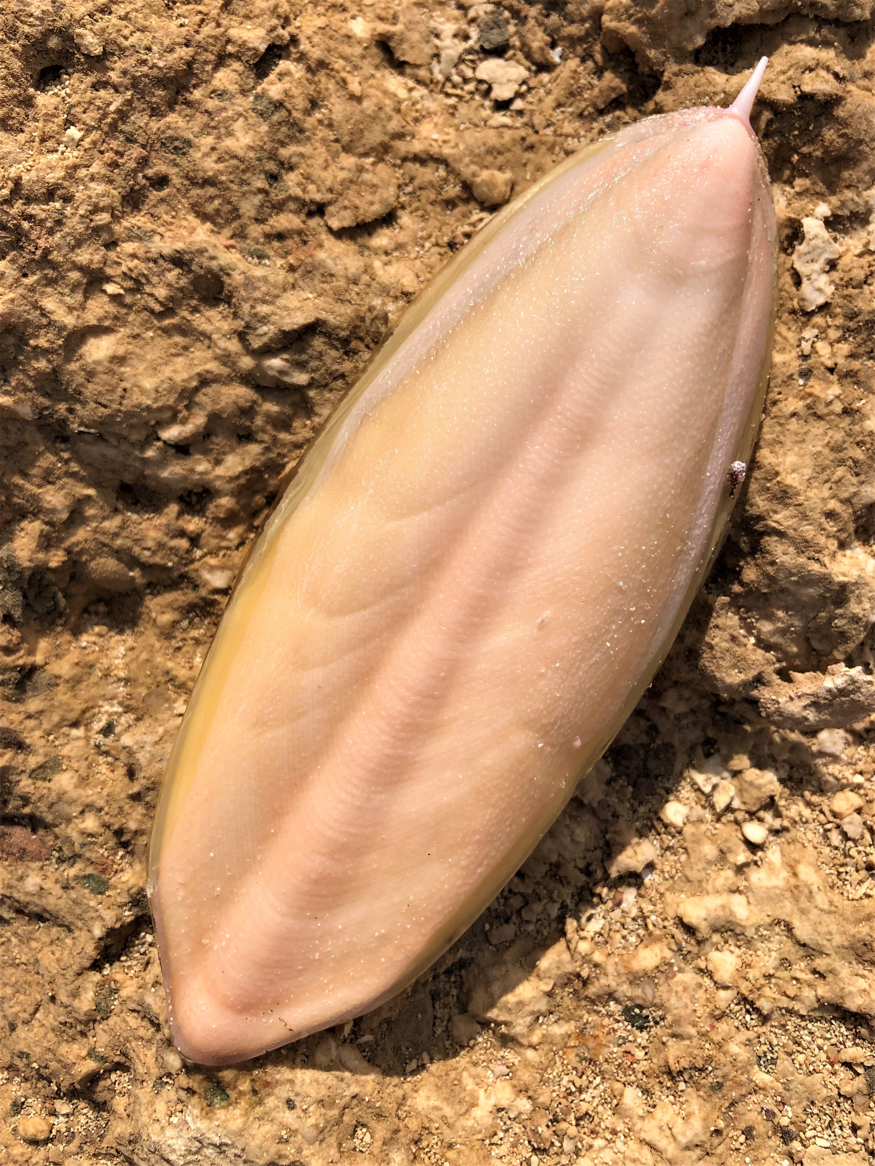 Cuttlefish bone, blush-colored convex side. Found on beach at El Quseir, Egypt.