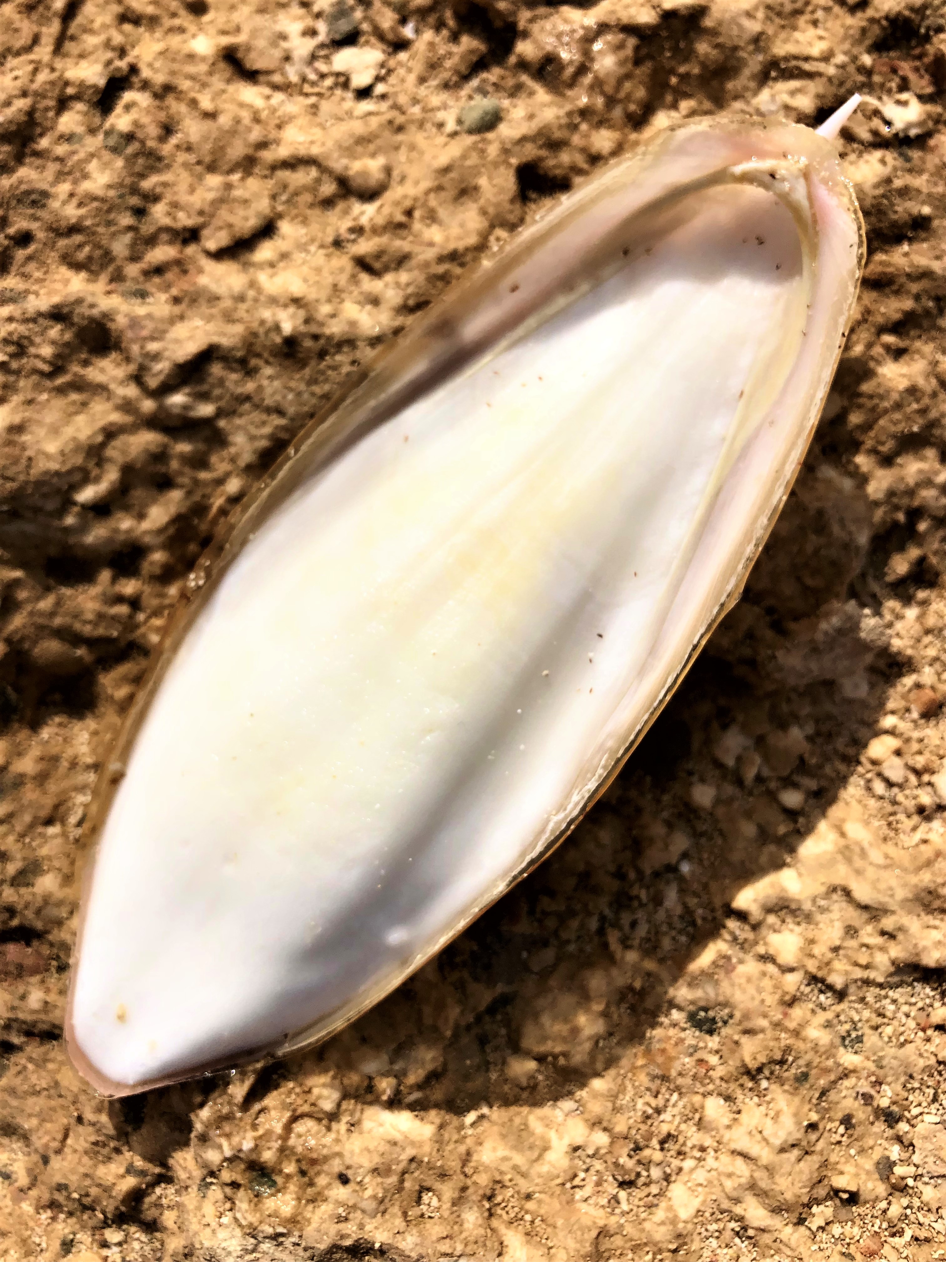 Cuttlefish bone, white underside. Found on beach at El Quseir, Egypt.