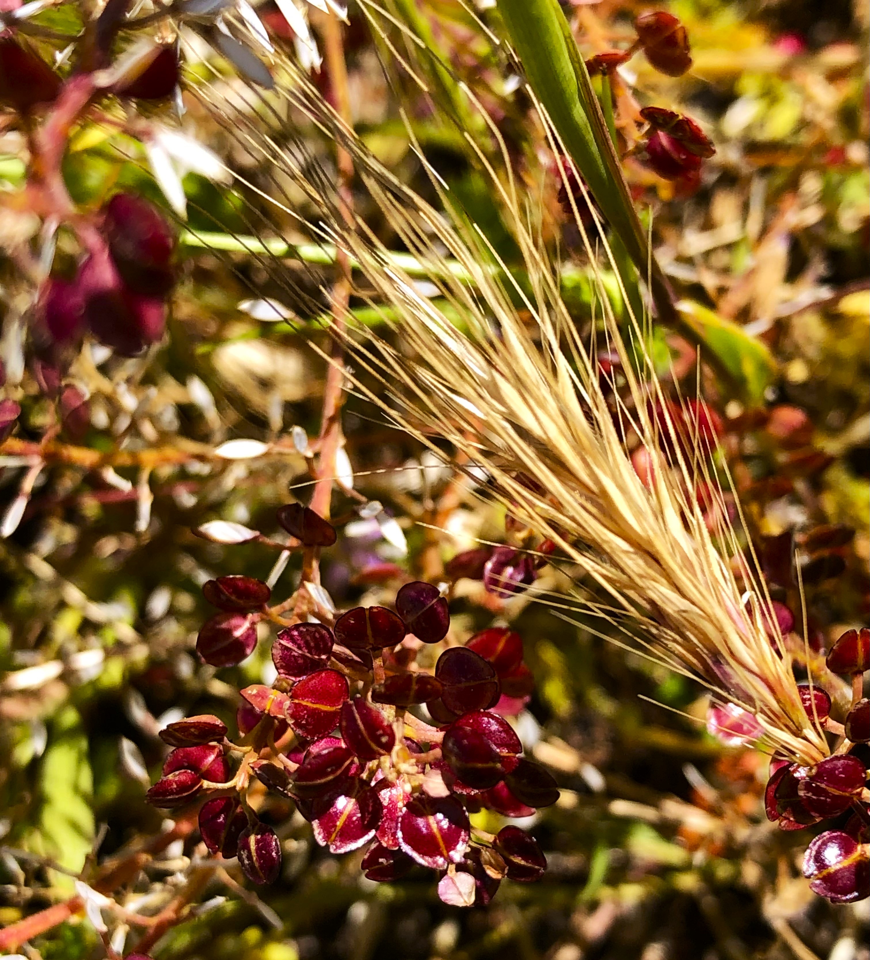 A grass head and dark red seed pods at Upper Las Virgenes Canyon