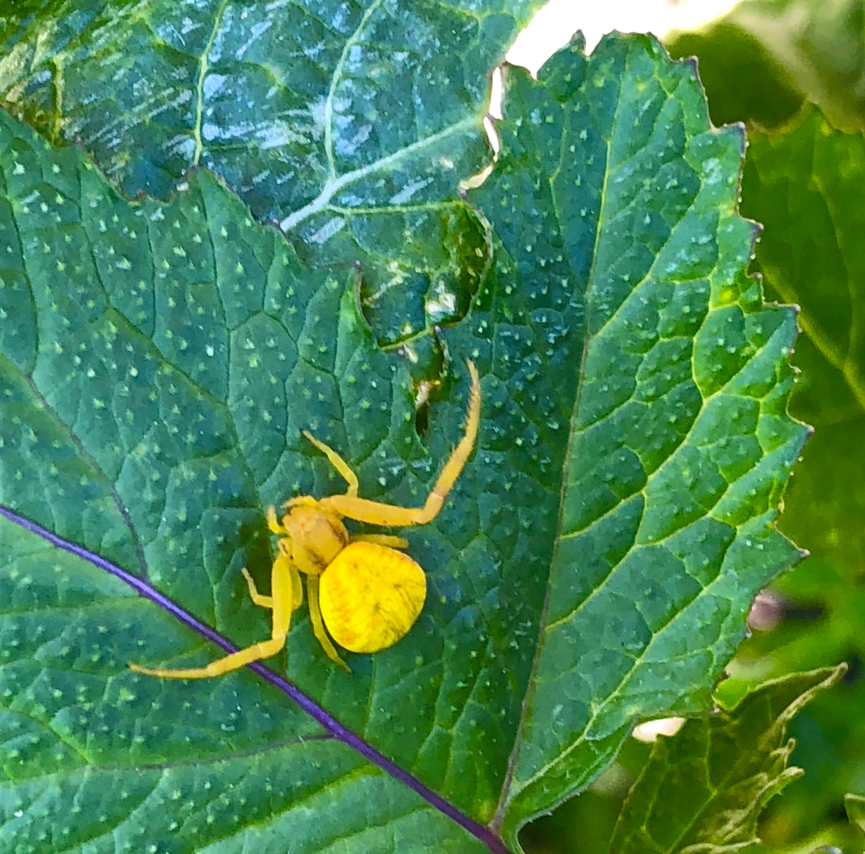 Yellow spider in Upper Las Virgenes Canyon